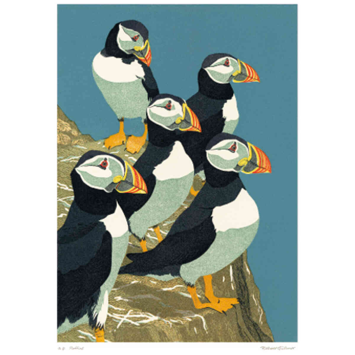 NC R.Gillmor/Puffins