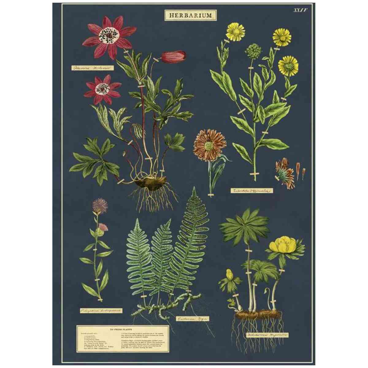 Herbarium Poster Cavallini