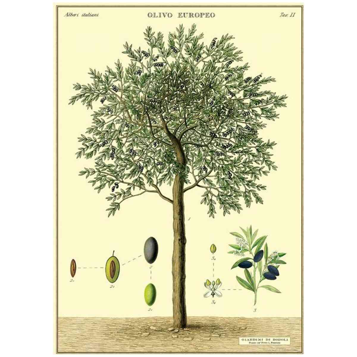 Olive Tree - Poster