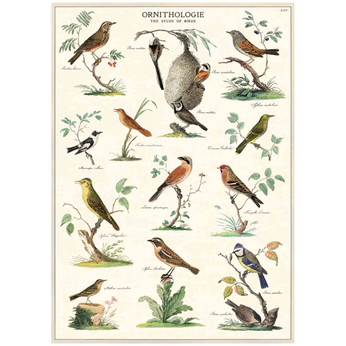 Ornithology Poster Cavallini