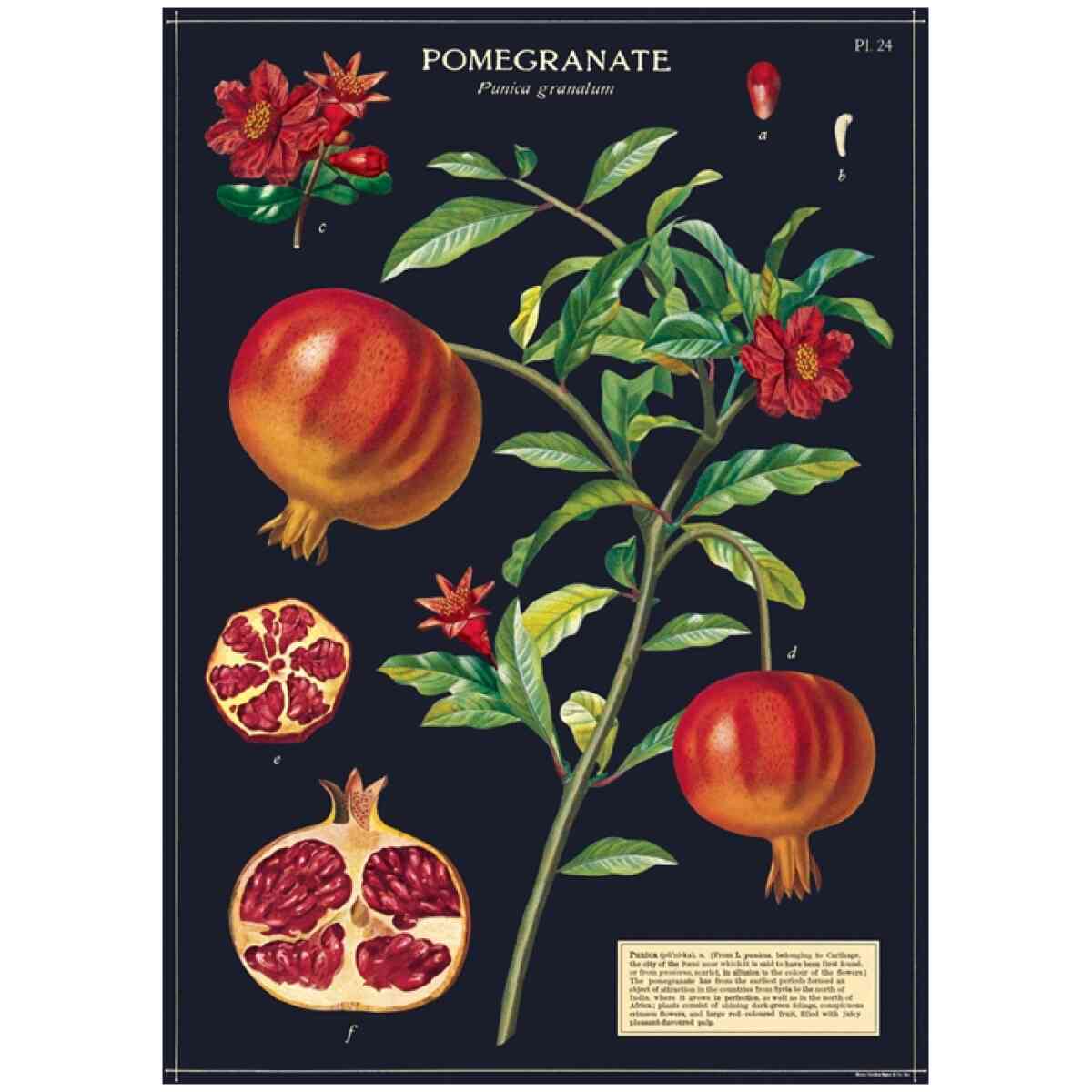 Pomegranate Poster Cavallini