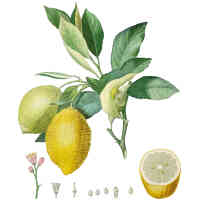 citron