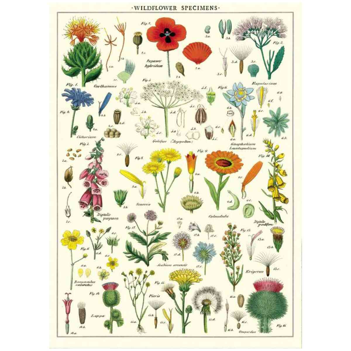 Wildflowers - Poster