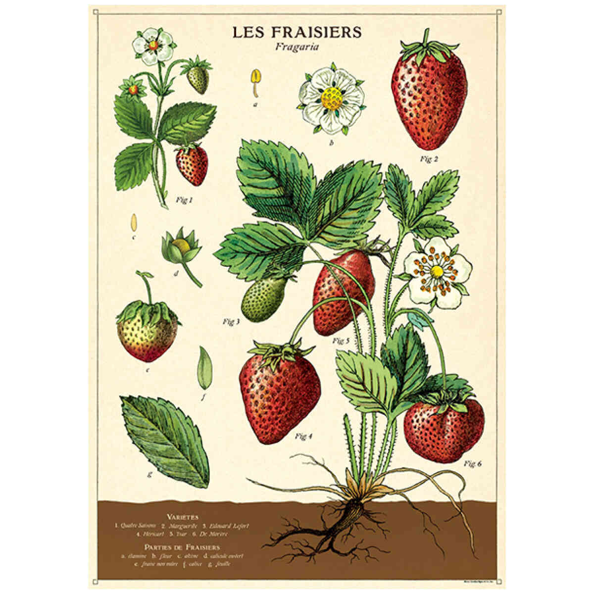 Strawberries - Poster