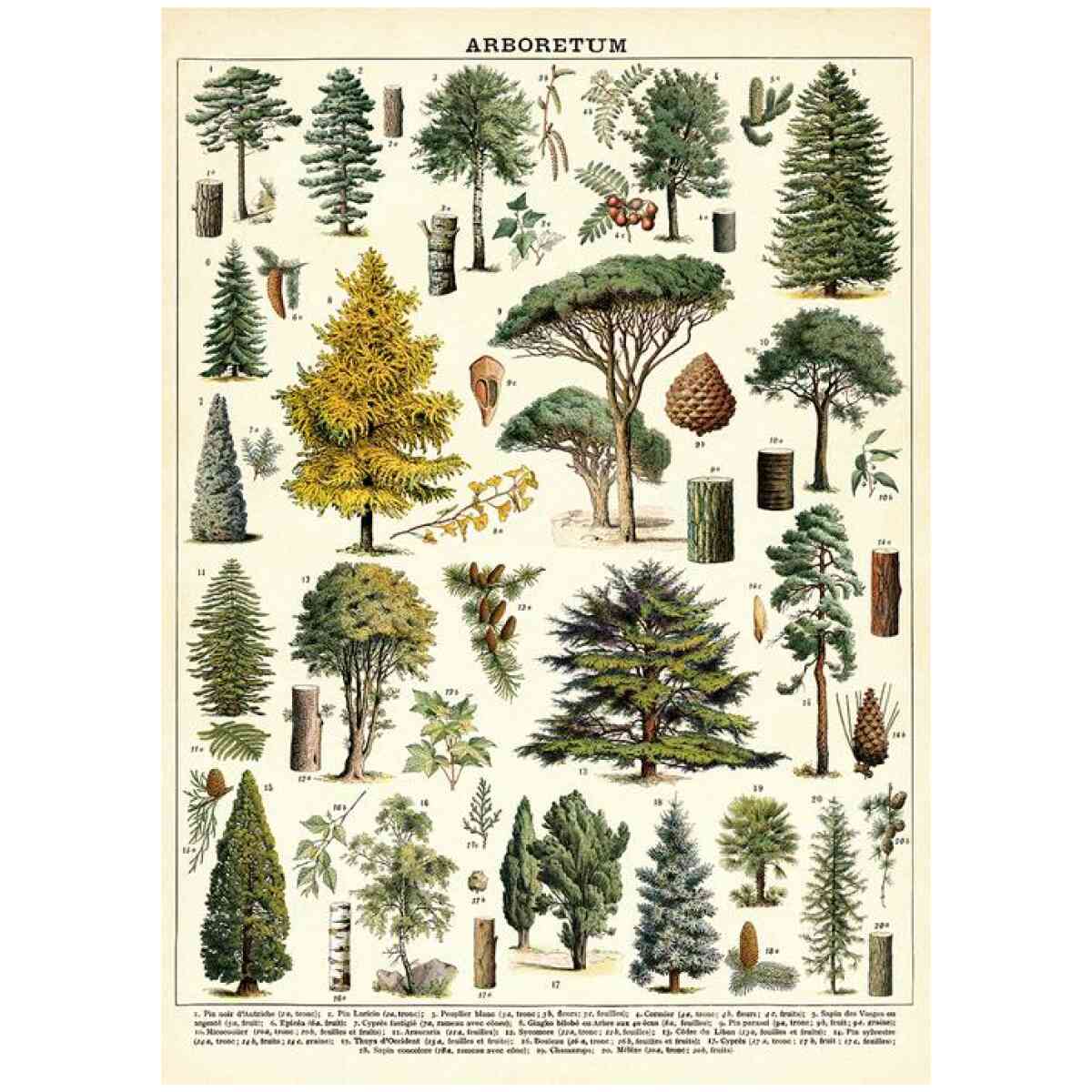 Arboretum Poster Cavallini