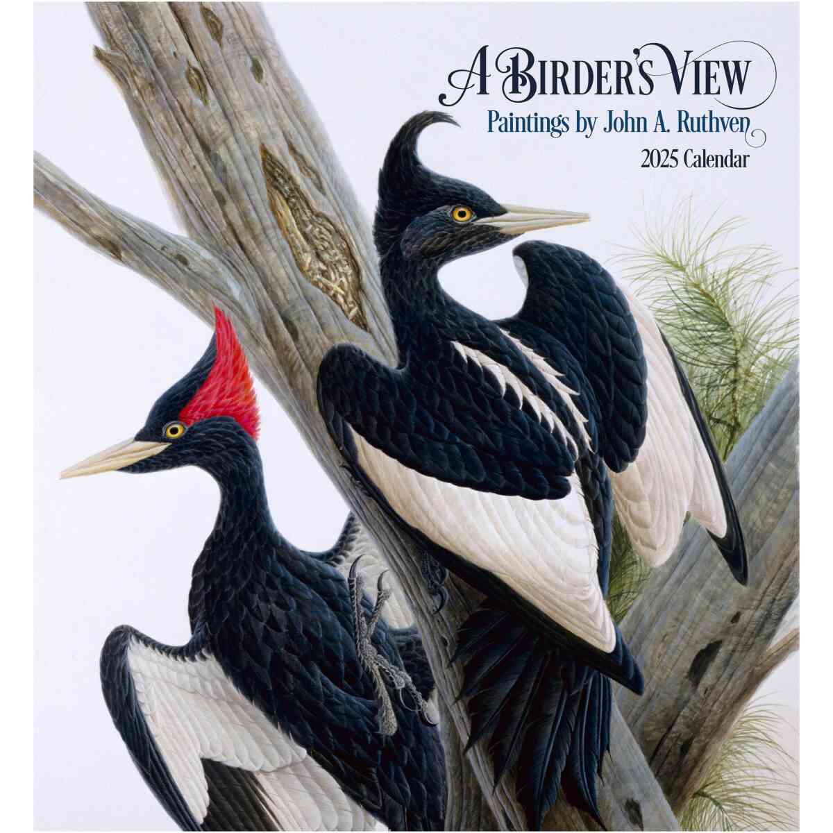 A Birder's View: Paintings by John A. Ruthven 2025 Wall Calendar