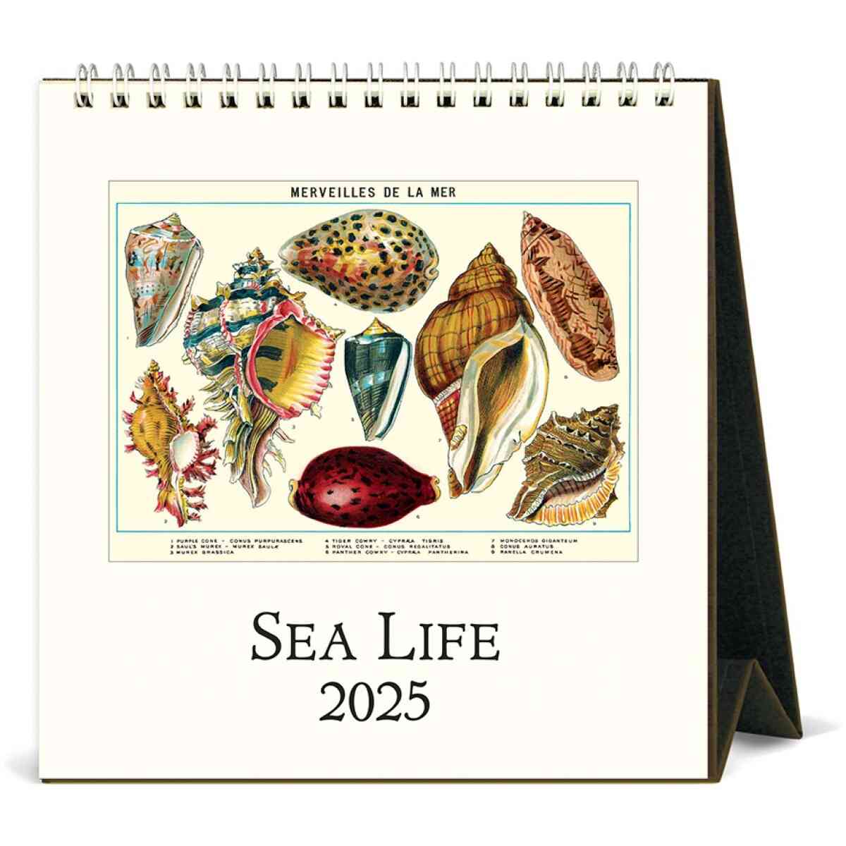 cal25 4 sealife desk l