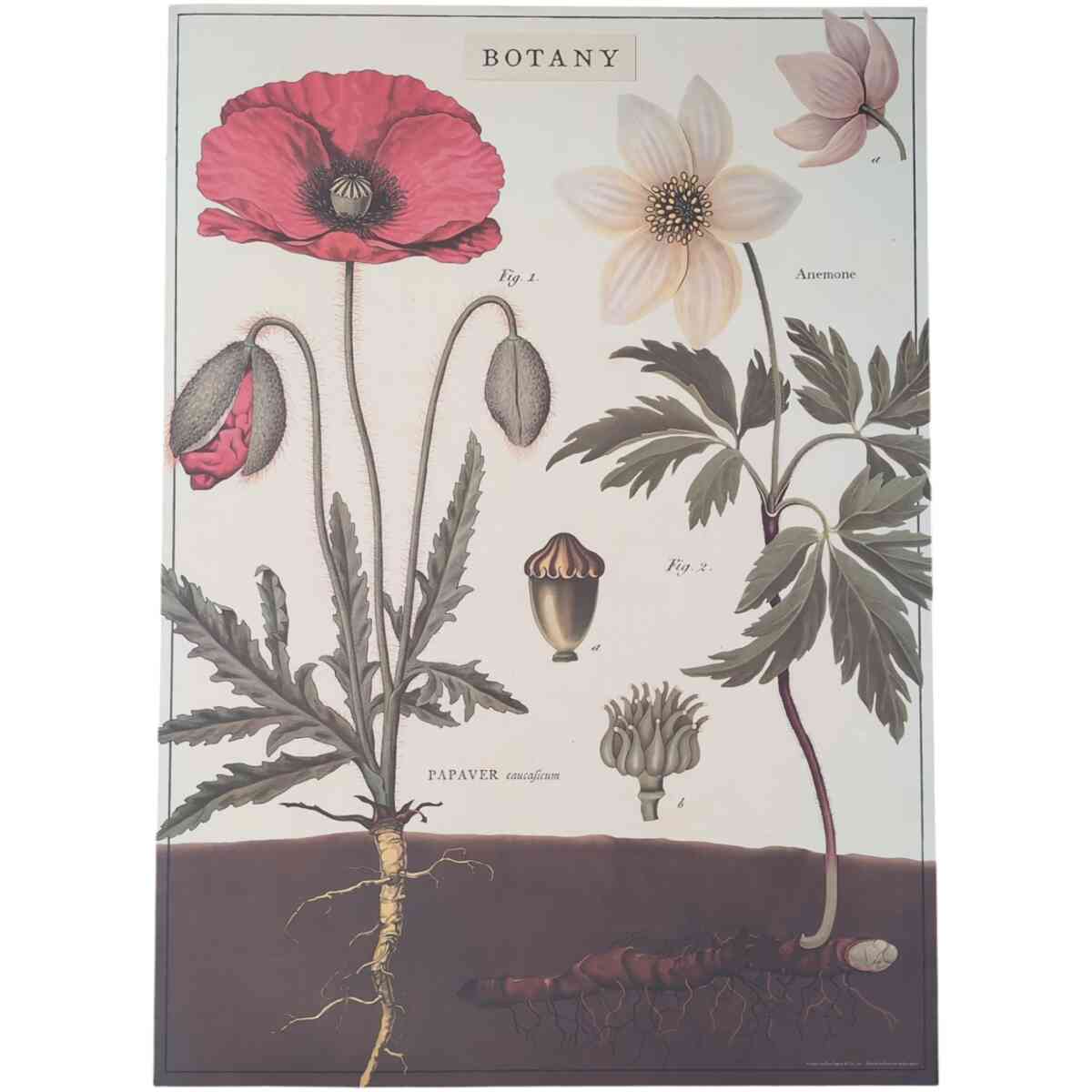 Botany - Poster