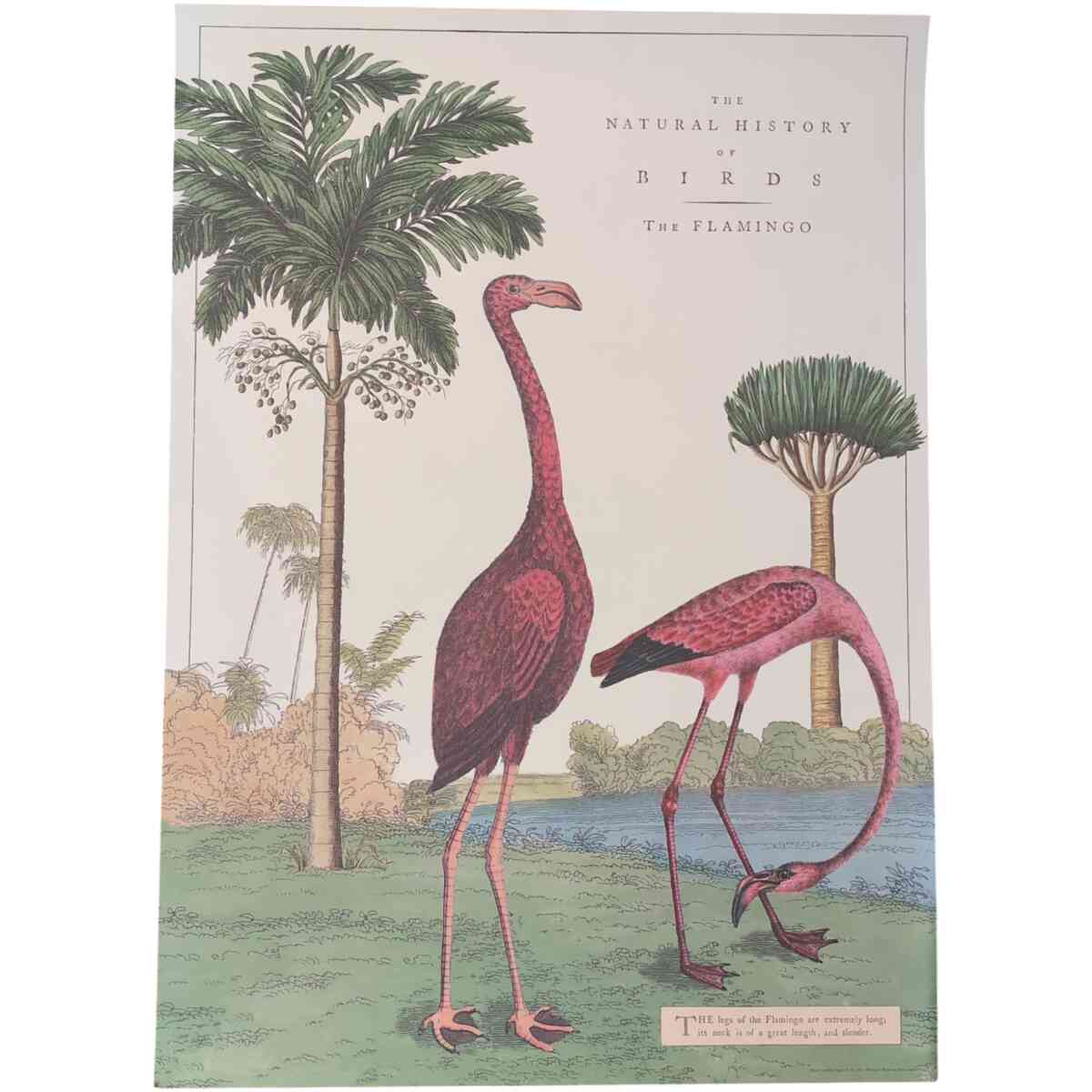 The Flamingo - Poster