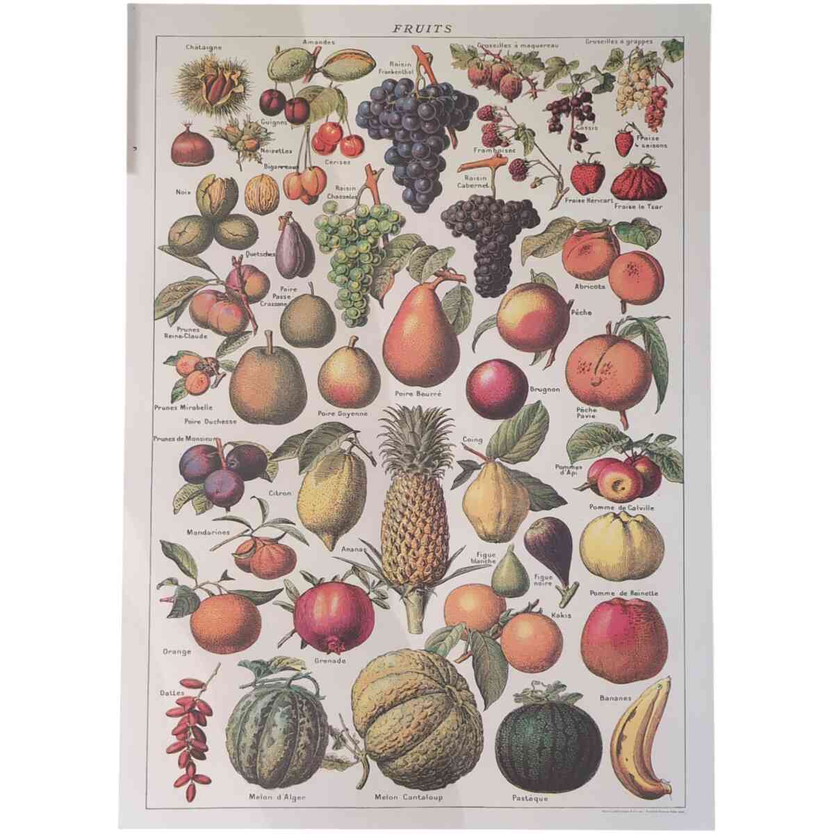 Fruits - Poster