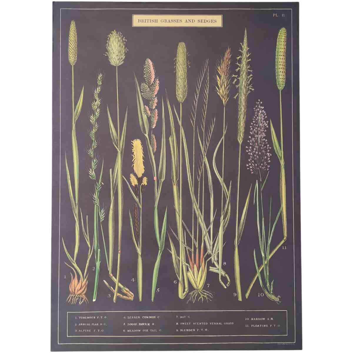 British Grasses and Sedges - Poster