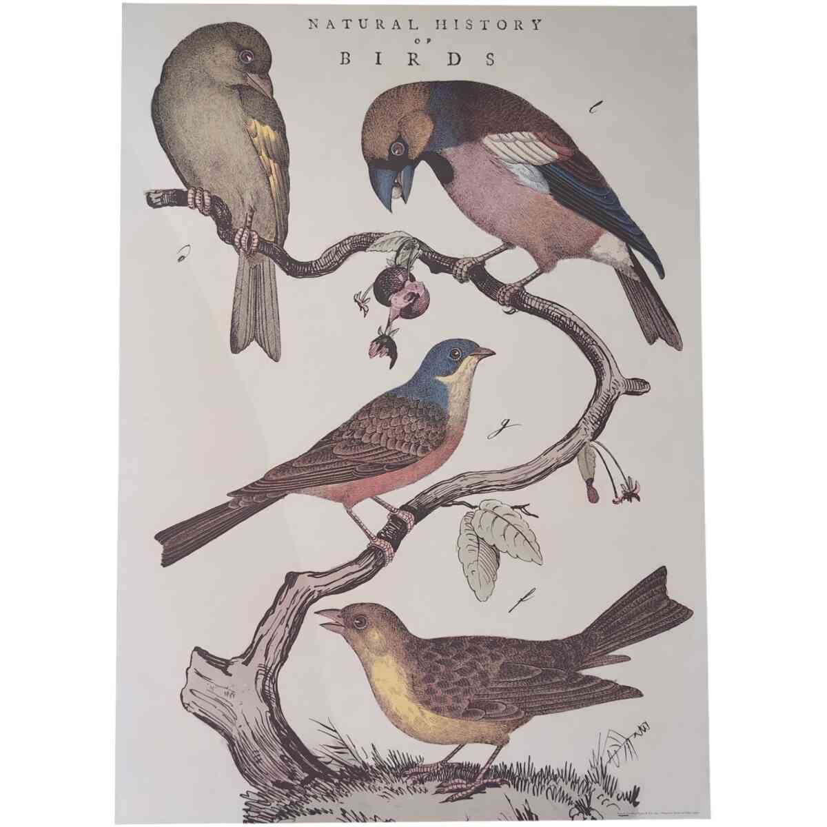 Natural History Birds - Poster