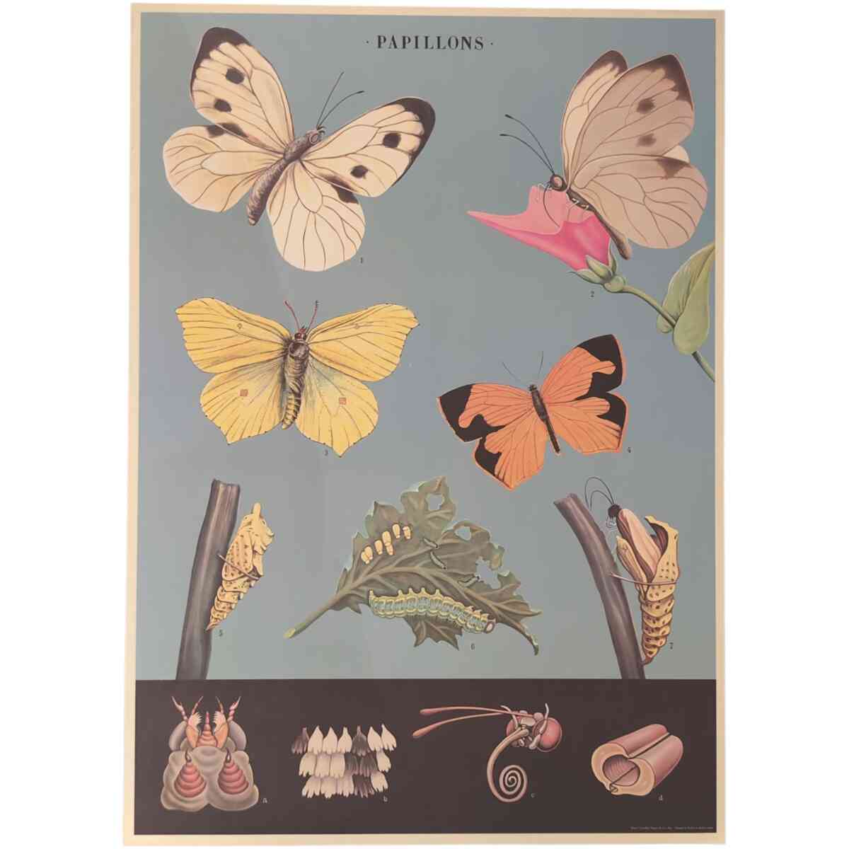 Papillons - Poster