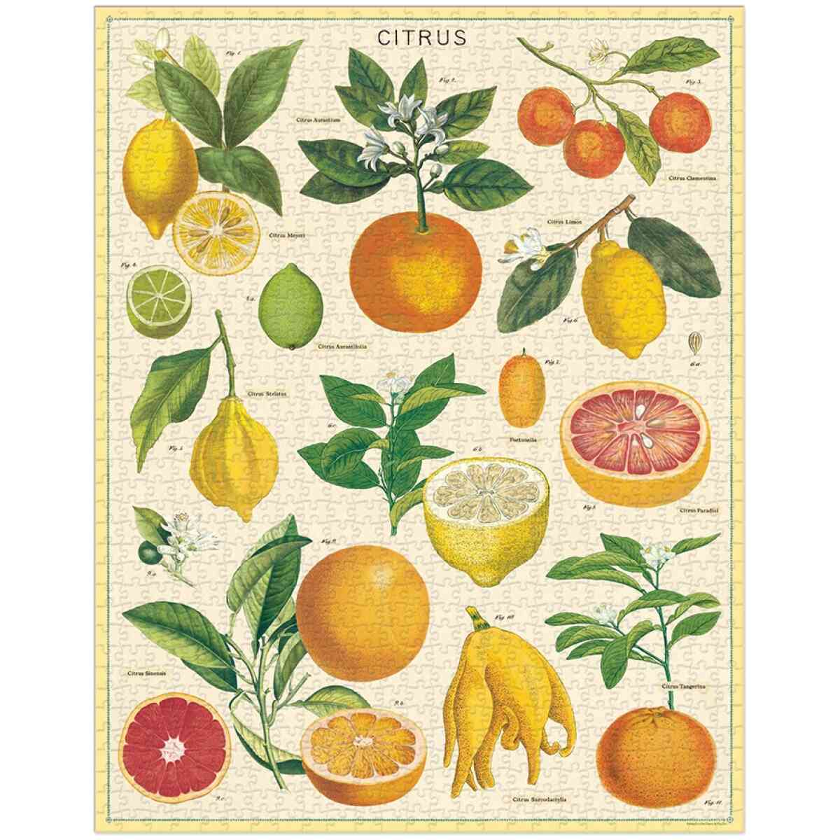 Cavallini & Co. Citrus 1000 bitar pussel - Bild 2