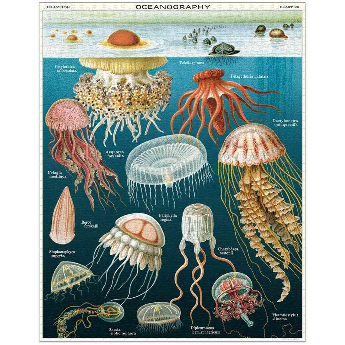 Cavallini & Co. Jellyfish 1000 bitar pussel - Bild 2