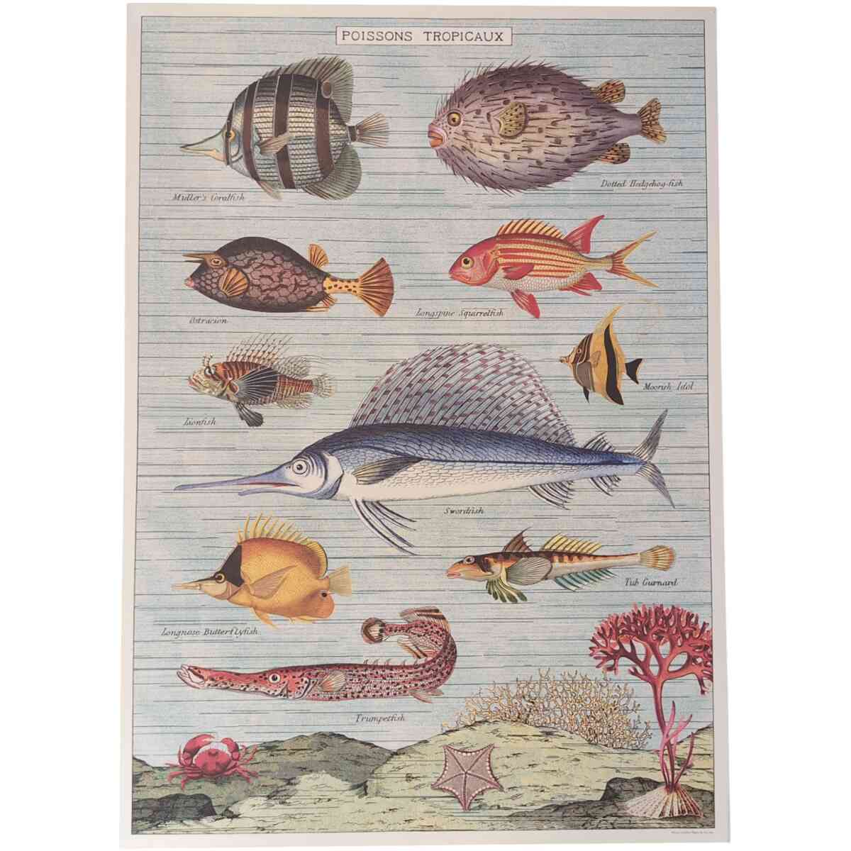 Poissons Tropicaux - Poster