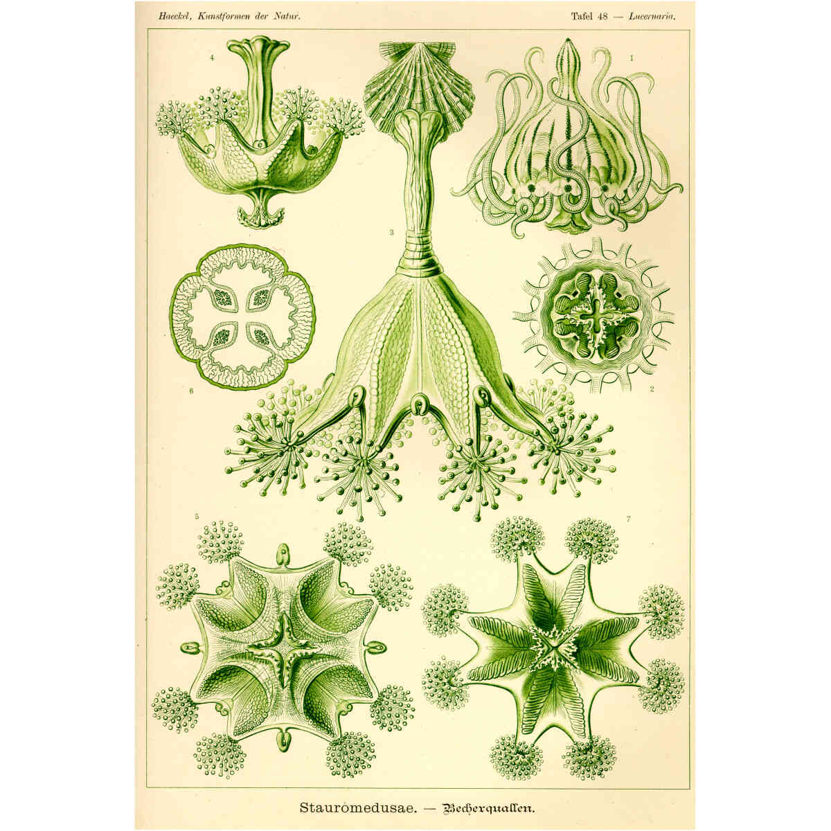 Stauromedusae/ Ernst Haeckel, Dubbelvikt Kort