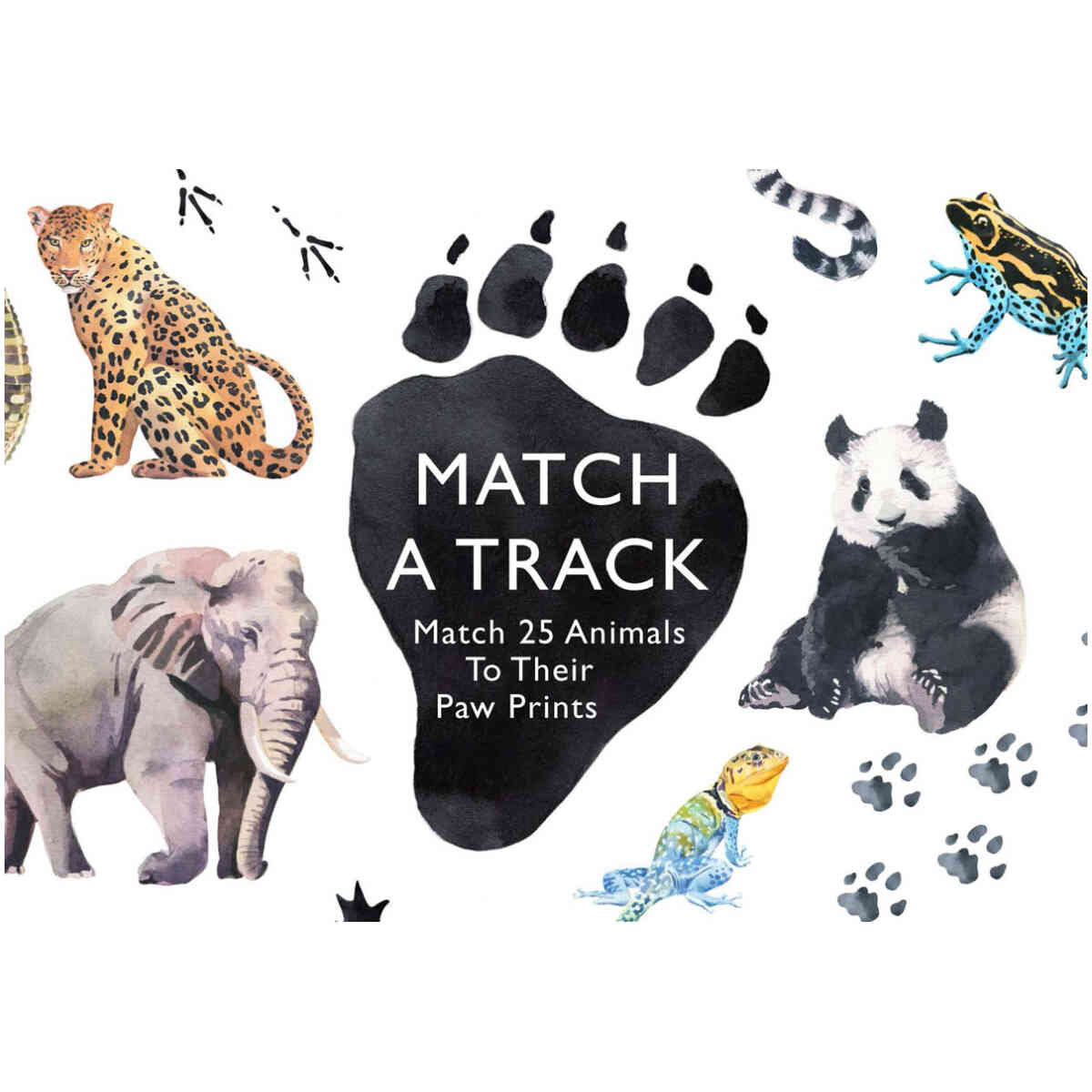 Match a Track: Match 25 Animals to Their Paw Prints