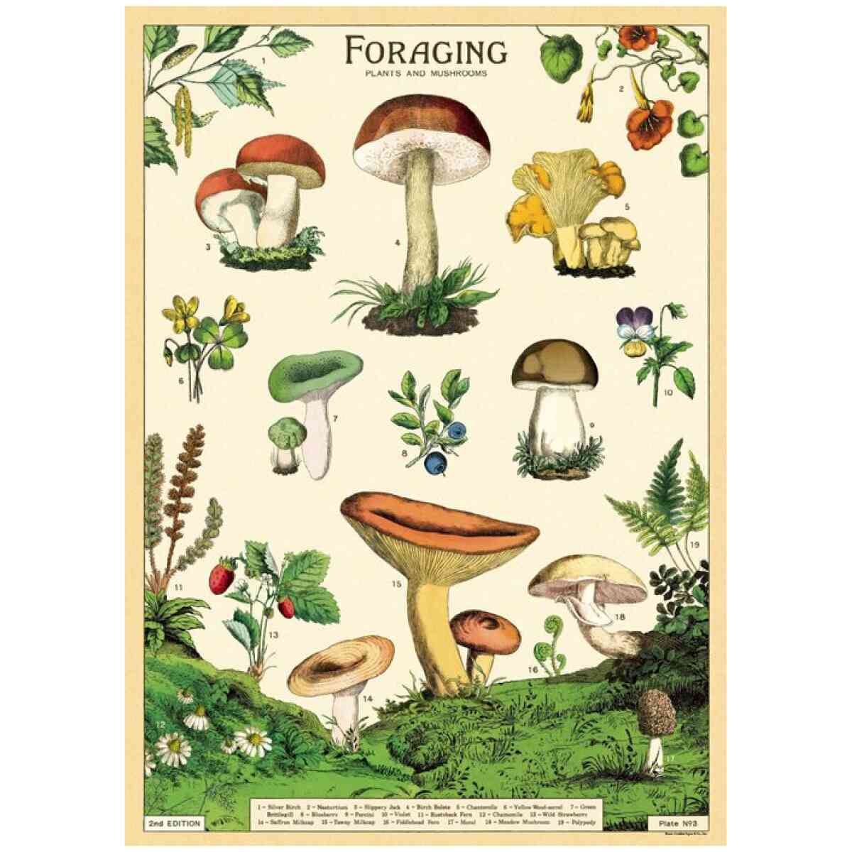 Foraging Plants and Mushrooms - Poster