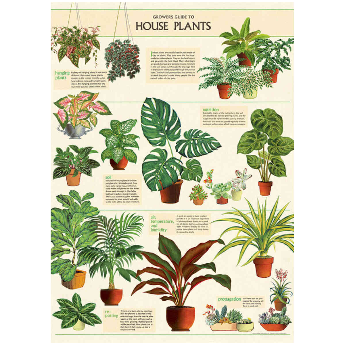 House Plants - Poster