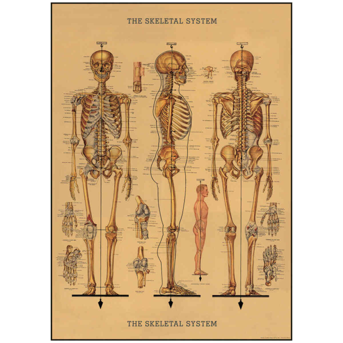 The Skeletal System - Poster