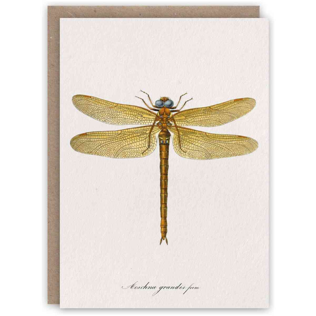 Charpentier Dragonfly Notecard Set