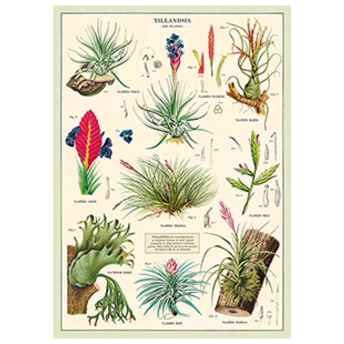 Tillandsia Air Plants - Poster