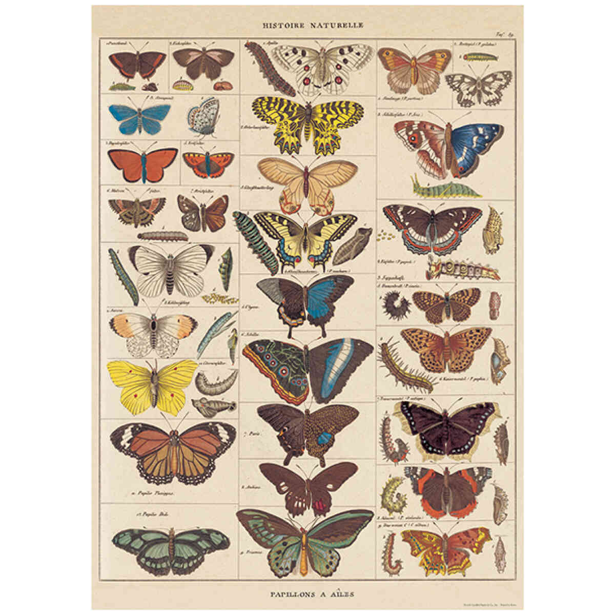 Butterfly Natural History - Poster