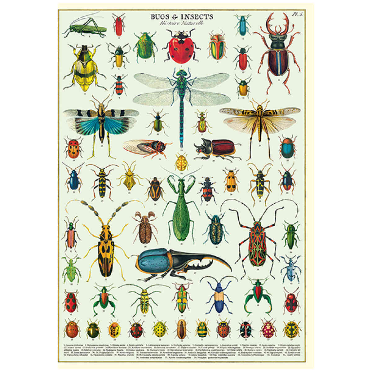 Bugs & Insects - Poster