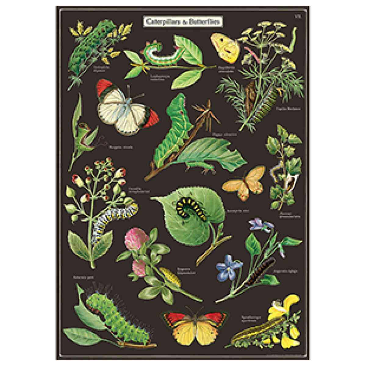 Caterpillars & Butterflies - Poster