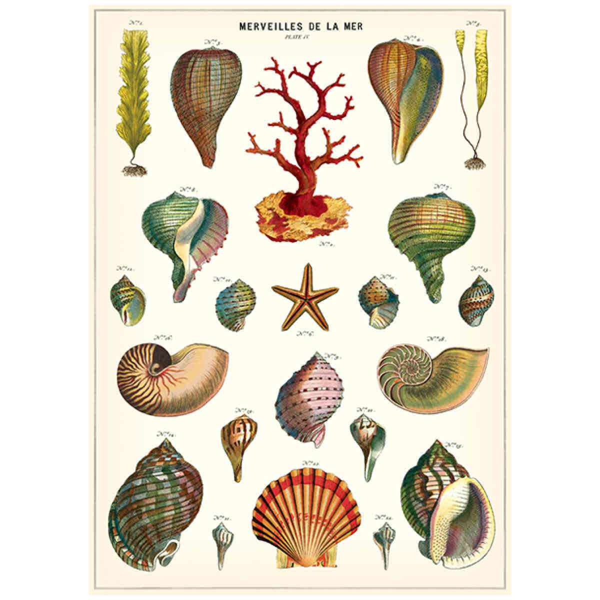 Merveilles De La Mer - Poster